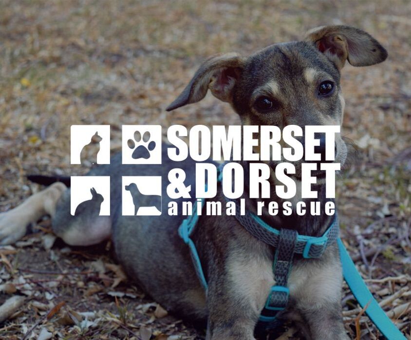 Somerset and Dorset Animal Rescue