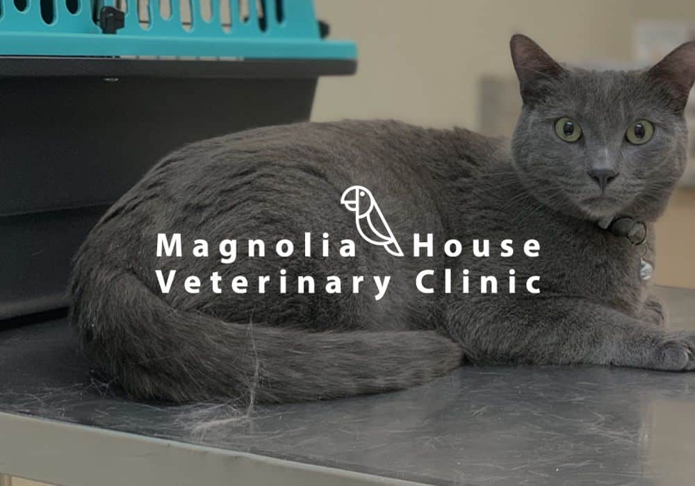 Magnolia House Veterinary Clinic Case Study stie Design